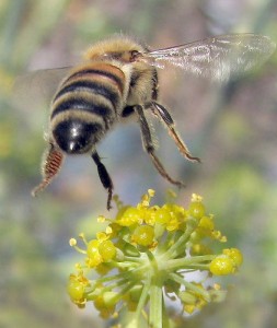la peur des insectes chez les enfants : abeille en vol
