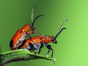 14.07.15 sexe insects plus de sexe dans son couple