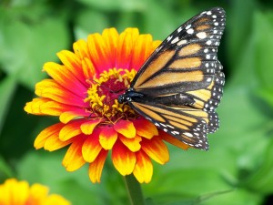 15.06.05 papillon fleur